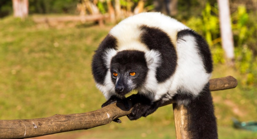 Przybysze z Madagaskaru zamieszkają w gdańskim zoo - Zdjęcie główne