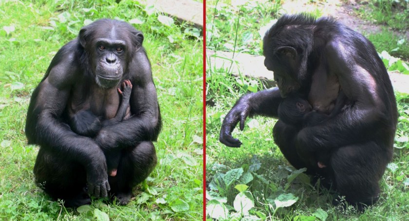 Nowy mieszkaniec gdańskiego ZOO. Płeć dziecka na razie jest tajemnicą - Zdjęcie główne