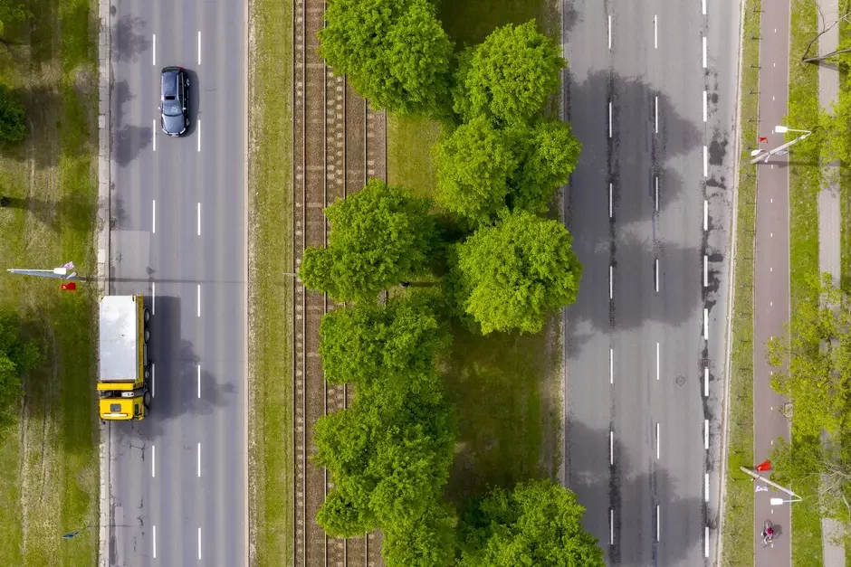 Tragiczny stan części drzew w Wielkiej Alei Lipowej. Poszukiwany jest wykonawca - Zdjęcie główne