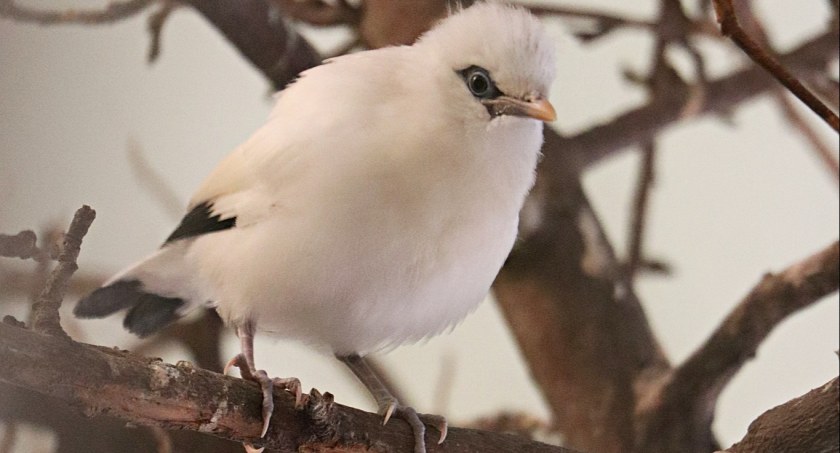 Urokliwe ptaszki przyszły na świat w gdańskim ZOO - Zdjęcie główne