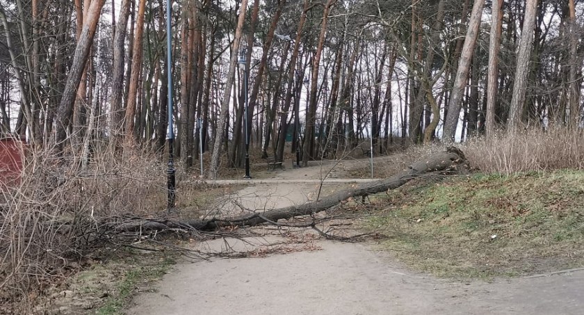 Silny wiatr znów daje się we znaki - Zdjęcie główne