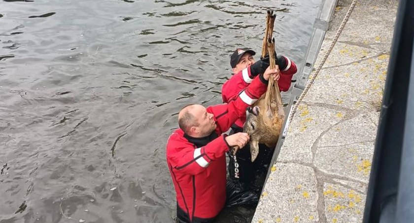 Samiec sarny uratowany z Kanału Raduni - Zdjęcie główne