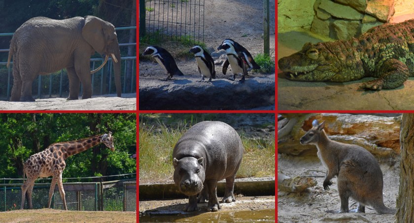 ZOO Gdańsk Oliwa - cennik, godziny otwarcia, atrakcje - Zdjęcie główne