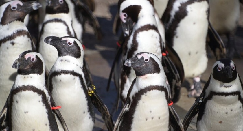 Są zagrożone wyginięciem. W gdańskim ZOO rodzą się kolejne pingwiny - Zdjęcie główne