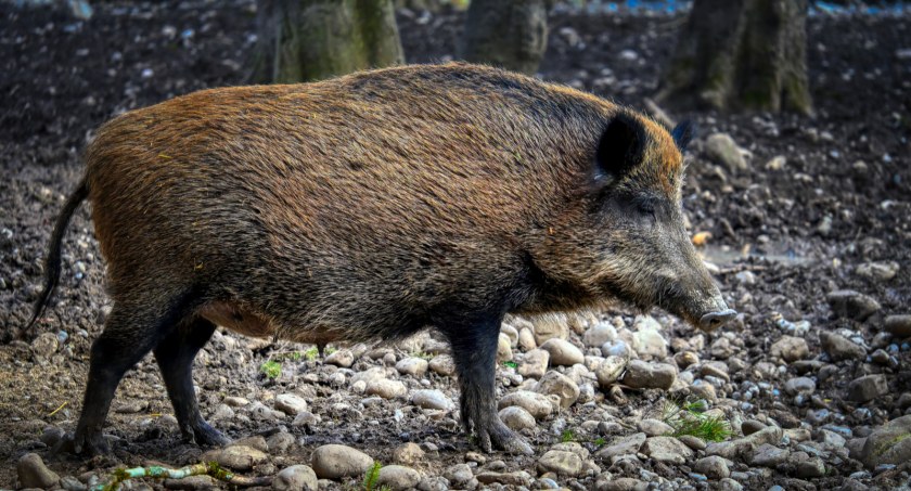 Dziki pójdą do odstrzału. Setki osobników w pół roku - Zdjęcie główne