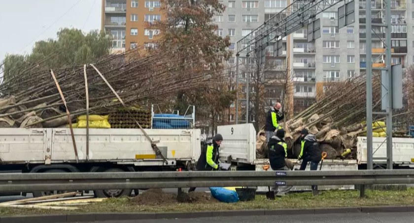 Drzewa sadzone na mrozie. Mieszkańcy zdziwieni, GZDiZ uspokaja - Zdjęcie główne