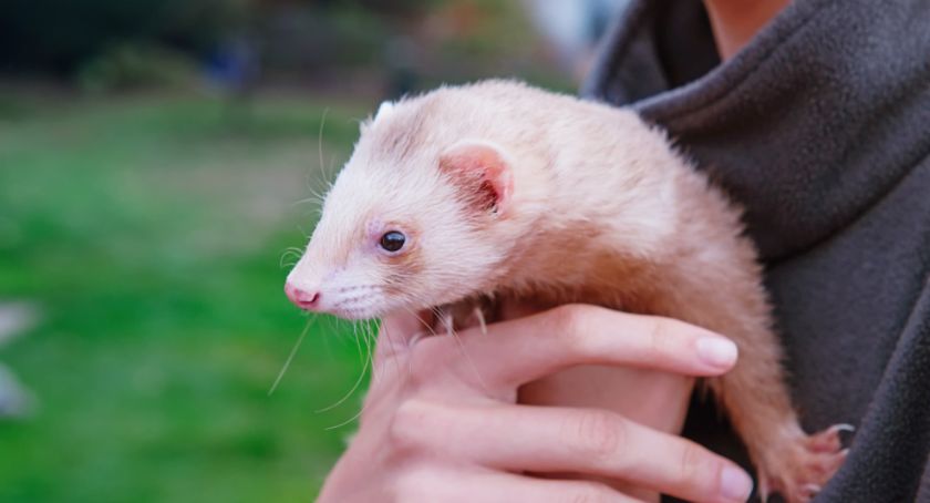 Koronawirus przeniósł się na norki hodowlane. Odkrycie gdańskich naukowców - Zdjęcie główne