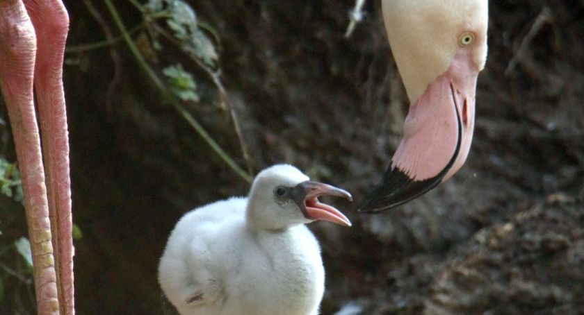 W Gdańsku urodziły się flamingi. Pierwszy raz w historii - Zdjęcie główne