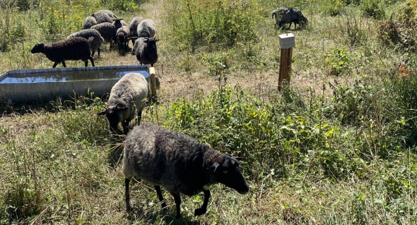 Szybszy koniec owiec nad Motławą? Miasto rozważa rozwiązanie umowy - Zdjęcie główne