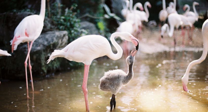 W ZOO znowu można podziwiać najcenniejsze ptaki - Zdjęcie główne