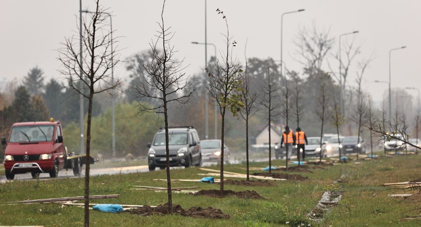 Kolejne drzewa pojawiły się wzdłuż alei Macieja Płażyńskiego - Zdjęcie główne