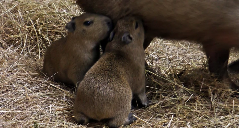 Małe kapibary przyszły na świat w gdańskim ZOO! - Zdjęcie główne