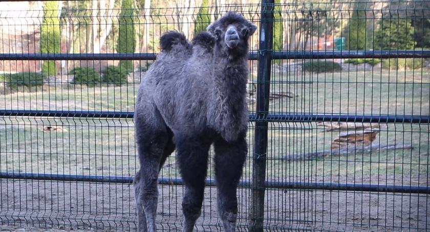 Nowa mieszkanka gdańskiego zoo przyszła na świat - Zdjęcie główne