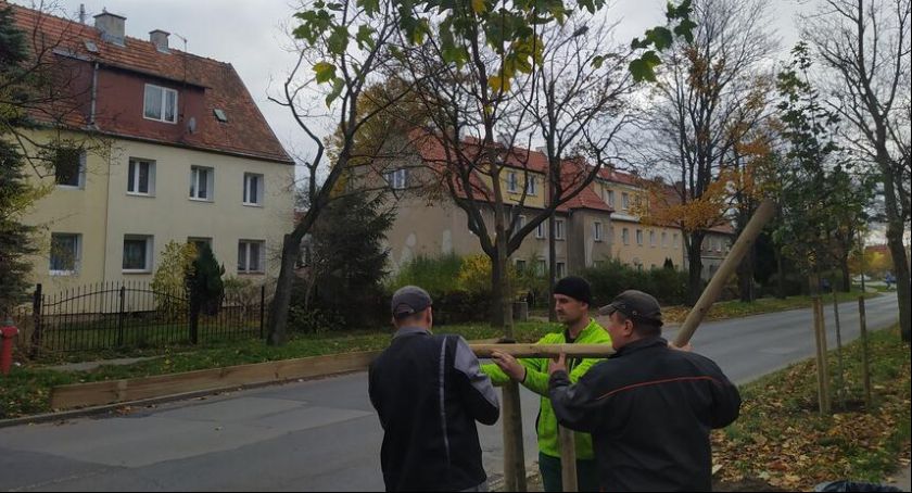 Nowe drzewa posadzono na ul. Worcella w ramach Zielonego Budżetu Obywatelskiego - Zdjęcie główne