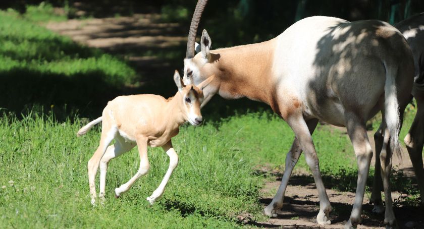 ZOO Gdańsk. Wymarłe w naturze zwierzęta wydały potomstwo  - Zdjęcie główne