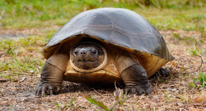 W gdańskim ZOO wykluł się zagrożony gatunek żółwia azjatyckiego - Zdjęcie główne