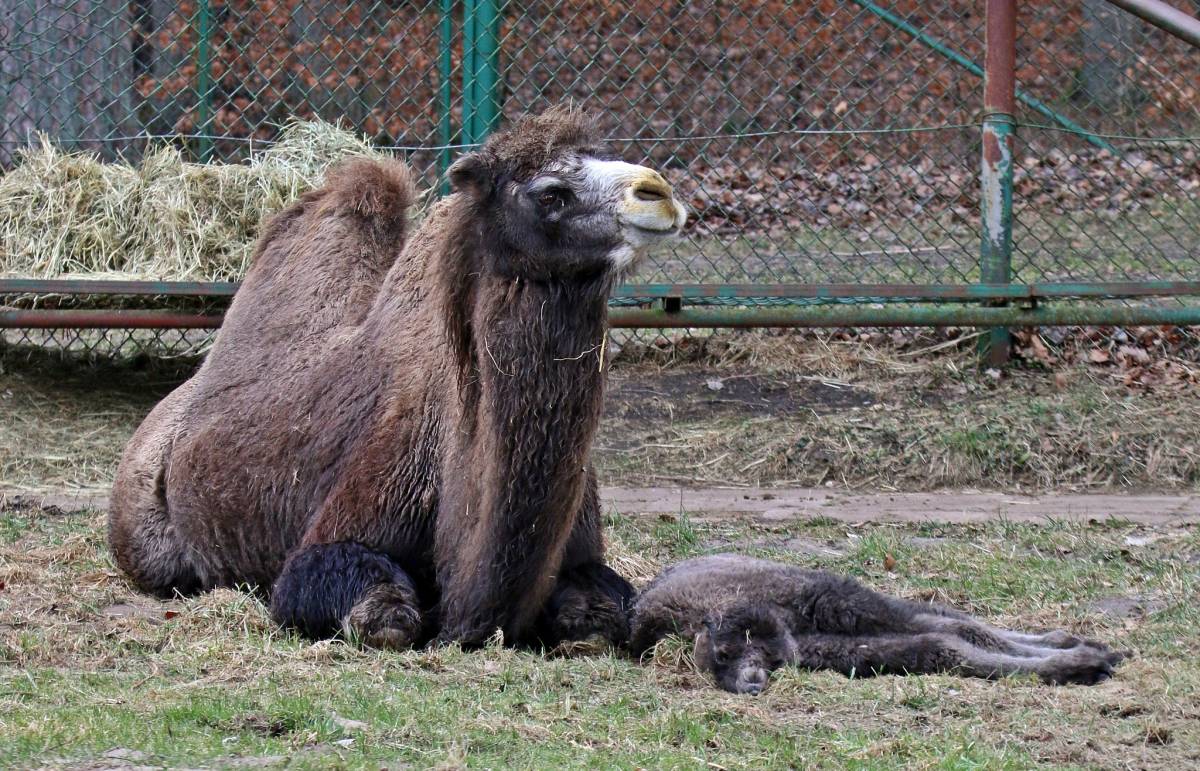 Narodziny w gdańskim zoo. Noworodek ma dwa garby