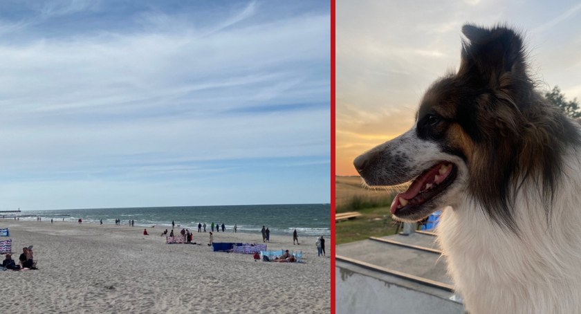 Z psem na plażę w Gdańsku? Tak! Wiemy gdzie i jak - Zdjęcie główne