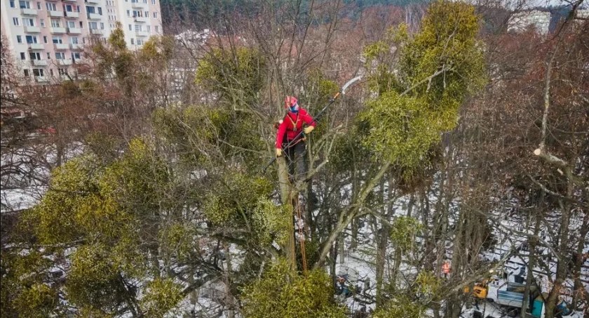 Przestaną pasożytować na drzewach. GZDiZ wkroczy do akcji - Zdjęcie główne