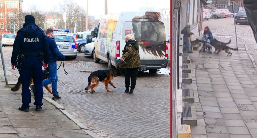 Agresywne psy z Biskupiej Górki odebrane właścicielowi. Wcześniej zaatakowały matkę z dziećmi - Zdjęcie główne