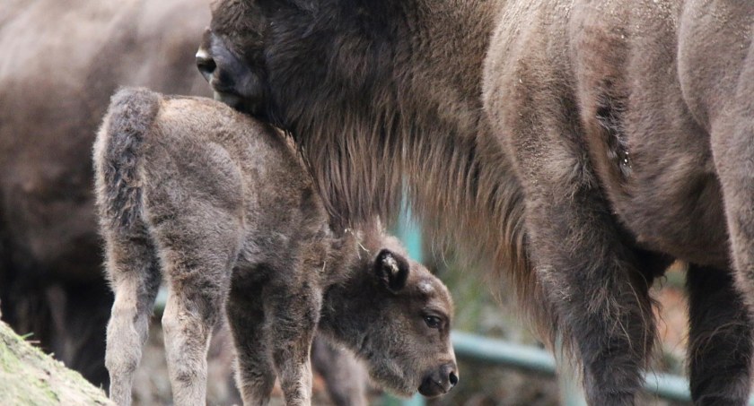 Nowy maluch w gdańskim ZOO. Przyczyni się do odbudowy populacji gatunku? - Zdjęcie główne