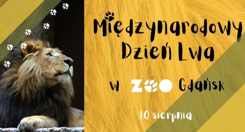 Gdańskie ZOO zaprasza na święto lwa - Zdjęcie główne