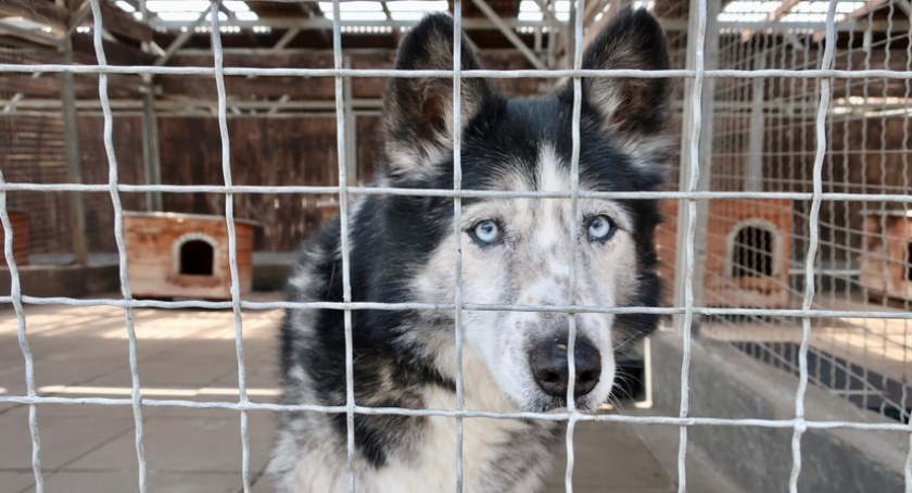 Gdańskie schronisko zawiesza adopcje. Wiemy, dlaczego - Zdjęcie główne