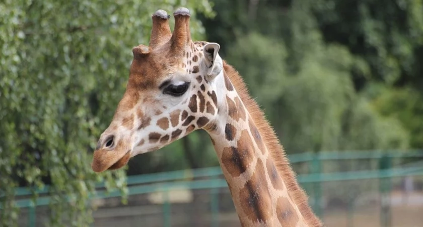 Z Kartą Mieszkańca znów pójdziemy do ZOO - Zdjęcie główne