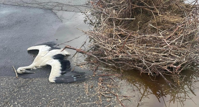 Tragiczne pokłosie burzy. Zginęła gdańska rodzina bocianów  - Zdjęcie główne