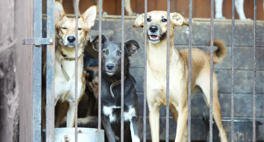 Promyk zawiesza adopcje. Znamy powód  - Zdjęcie główne