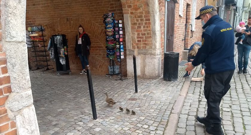 Śródmieście. Kaczka podsiadła pustułki 12 metrów nad ziemią - Zdjęcie główne