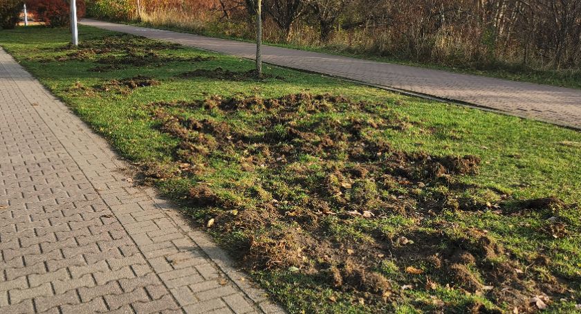 Dziki niszczą trawniki. Jak radzi sobie z tym Gdańsk?  - Zdjęcie główne