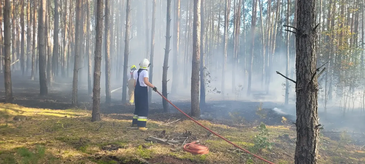 Ogromny pożar w powiecie piotrkowskim. Na miejscu ponad 100 strażaków! - Zdjęcie główne