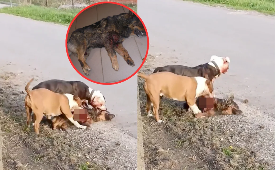 Pies brutalnie zagryziony przez dwa inne. „Oby właściciel poniósł za to odpowiedzialność” - Zdjęcie główne