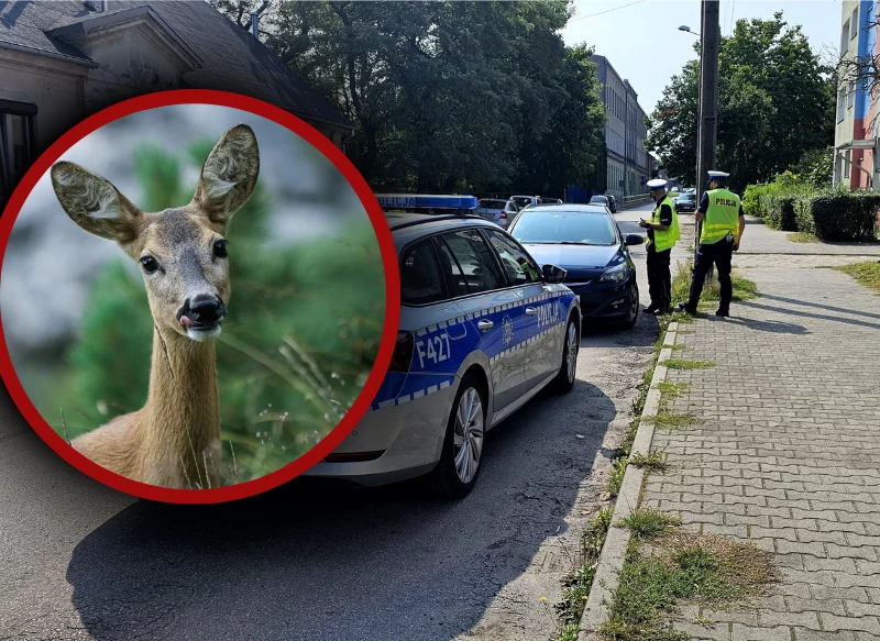 Dzikie zwierzęta nie miały szans w starciu z pojazdem. Kierowcy uważajcie! - Zdjęcie główne