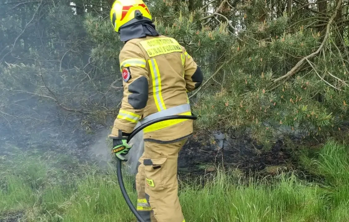 Pożar lasu pod Sulejowem. Strażacy nie wykluczają podpalenia - Zdjęcie główne
