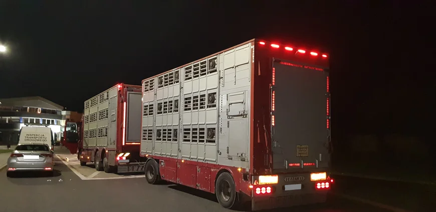 Wieźli za dużo świń w ciężarówce. Podczas kontroli posypały się mandaty - Zdjęcie główne