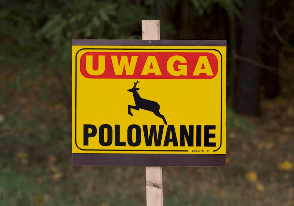 Będą polować na jelenie. Gdzie i kiedy lepiej nie wchodzić do lasu? - Zdjęcie główne