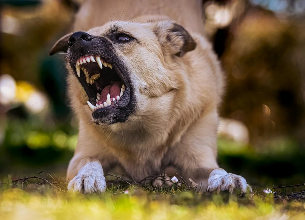 Wataha zdziczałych psów grasuje na terenie kilku gmin. „Są agresywne! Polują nieustannie na wszystko, co się rusza” - Zdjęcie główne