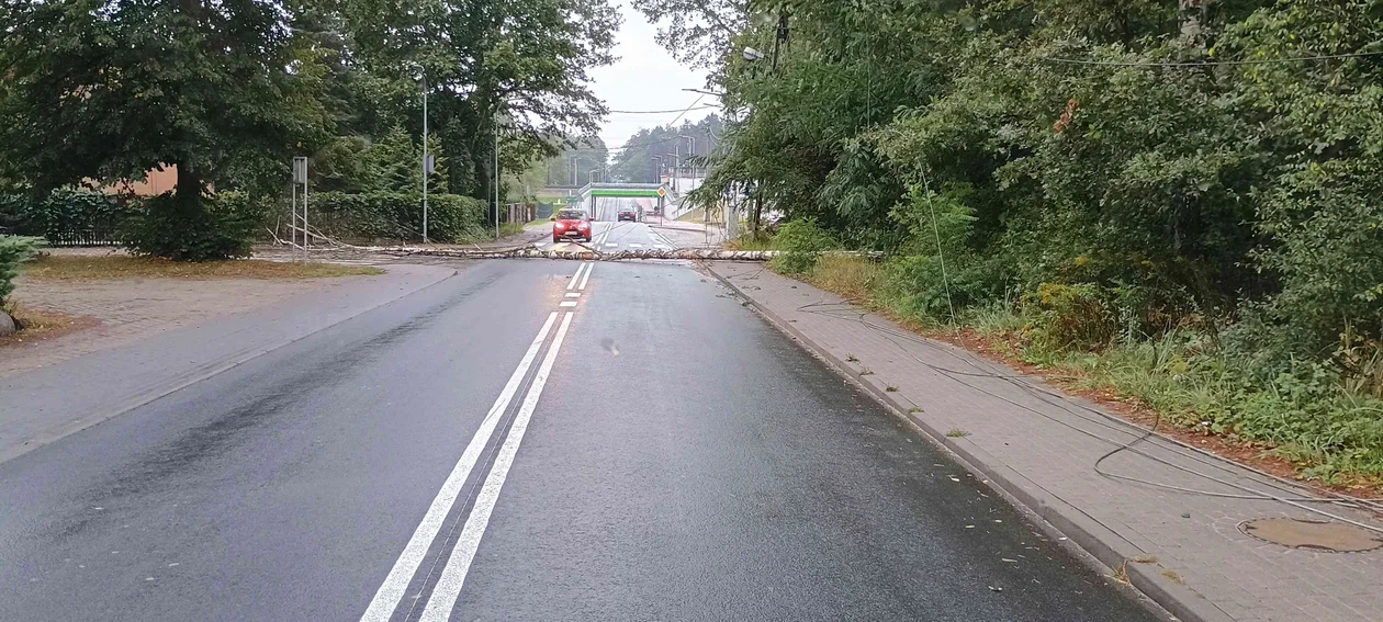 Groźna sytuacja na Brzezińskiej w Bedoniu. Drzewo runęło na jezdnię - Zdjęcie główne