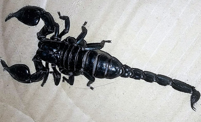 Jadowity skorpion na łódzkim podwórku [ZDJĘCIA] - Zdjęcie główne