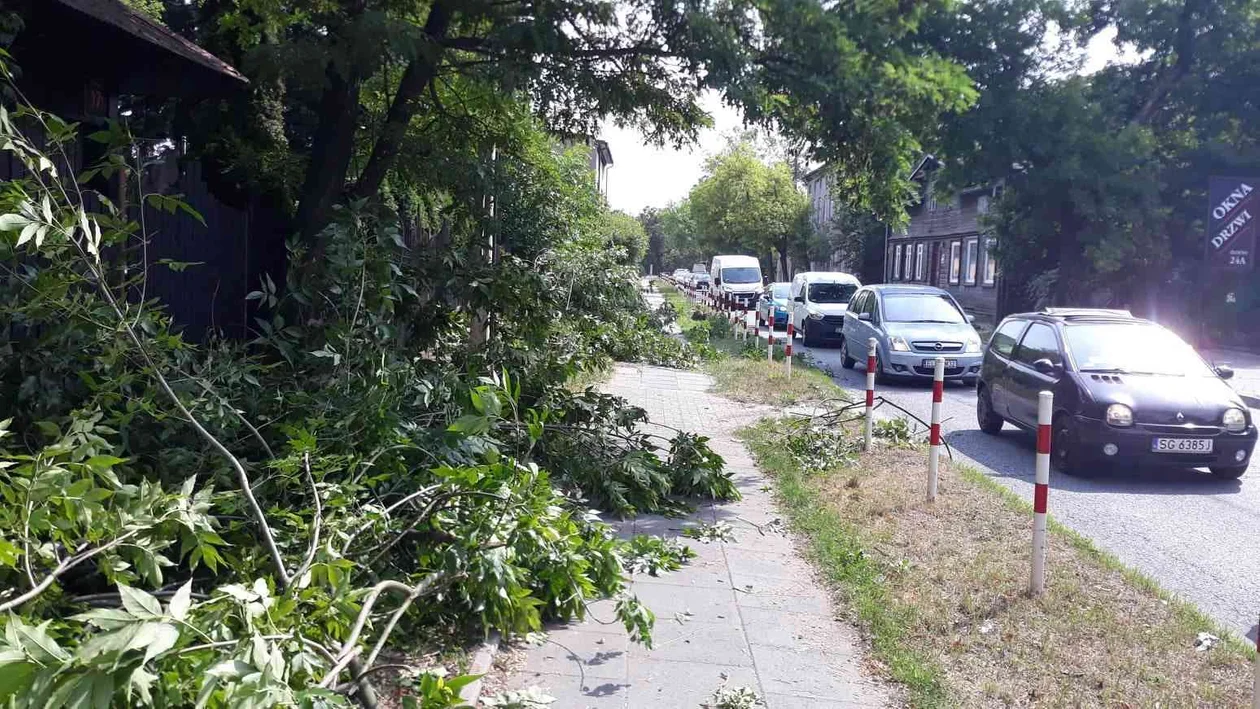 Drzewo runęło na ul. Złotno! Na szczęście nie przejeżdżał tamtędy żaden samochód [zdjęcia] - Zdjęcie główne