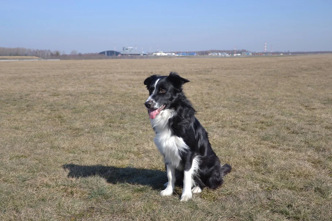 Pies Falco pracuje na lotnisku w Łodzi. Jest fachowcem na najwyższym poziomie. Jakie ma obowiązki? [ZDJĘCIA] - Zdjęcie główne