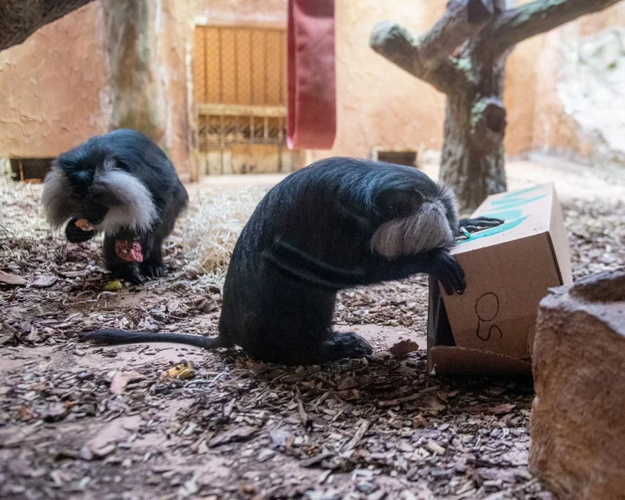 Kopulujące makaki na fanpage’u łódzkiego zoo! Miny małpek są bezcenne [zdjęcie] - Zdjęcie główne