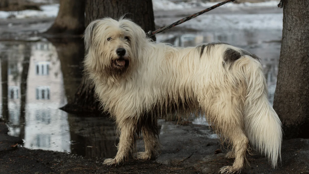 Zarzuty dla mieszkańca Tomaszowa Mazowieckiego, który porzucił psa bez wody i jedzenia w lesie i przywiązął go do drzewa - Zdjęcie główne