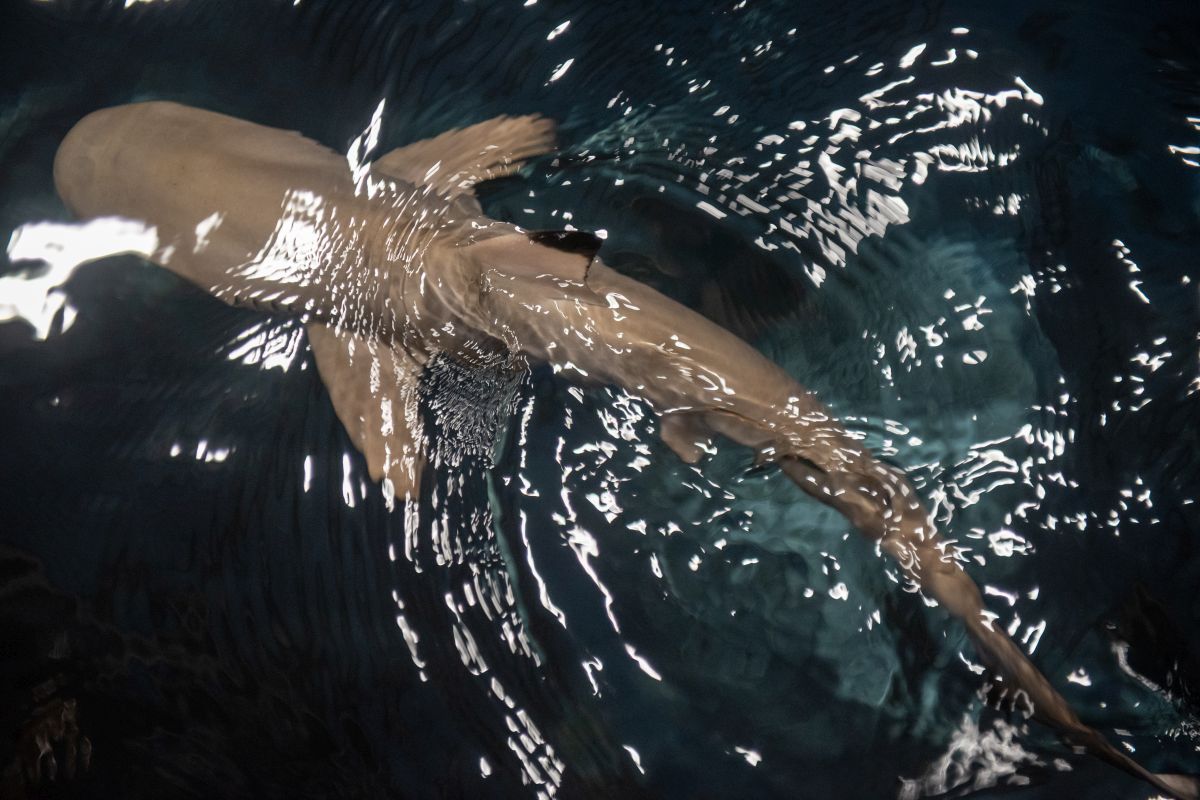 Rekiny mieszkają już w łódzkim Orientarium [zdjęcia] - Zdjęcie główne