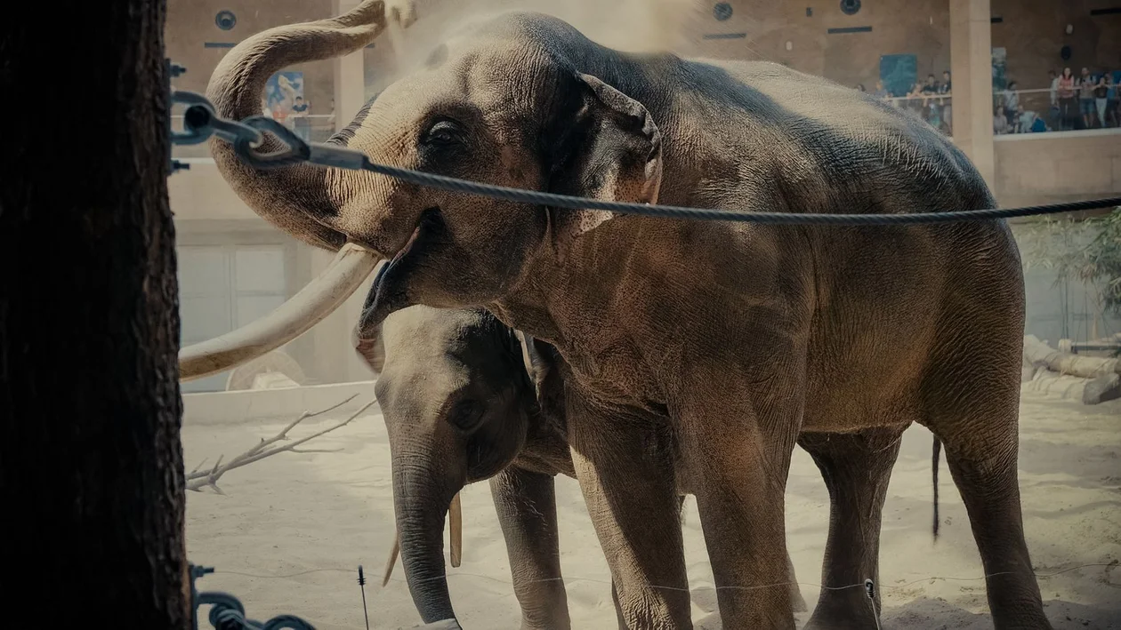 Abecadło wiedzy o łódzkich słoniach. Czego nie wiedzieliście o Aleksandrze i Taru? [wideo| zdjęcia] - Zdjęcie główne