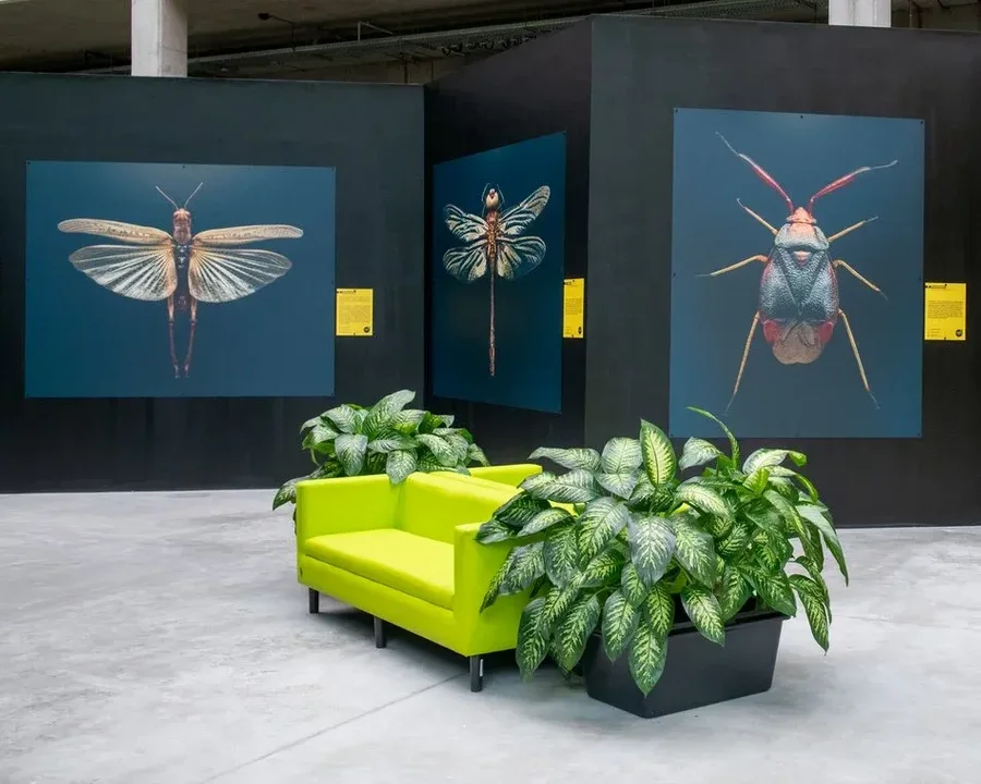 Niebieska pszczoła, czy gigantyczny czmiel? Nowojorska wystawa wyjątkowych okazów w Łodzi - Zdjęcie główne