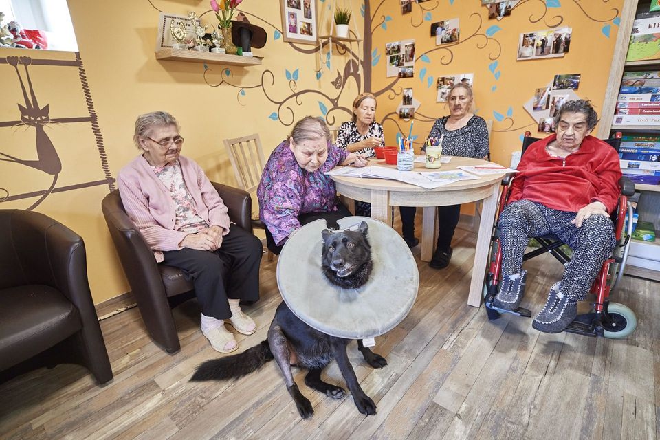 Seniorzy z DPS w Łodzi adoptowali Lunę i zebrali pieniądze na jej leczenie [zdjęcia]  - Zdjęcie główne
