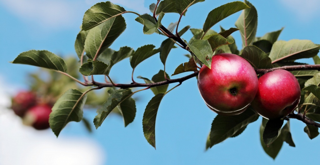 Kosztele, antonówki, węgierki… Tradycyjne drzewa owocowe wracają z okazji setnych urodzin Jana Pawła II - Zdjęcie główne